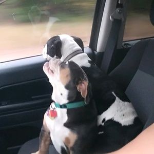 Meet your Posher, Sasha